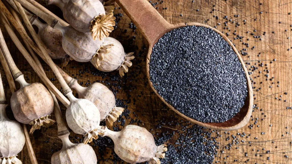 Poppy Seed a Viable Nootropic