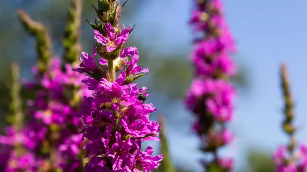 Purple Loosestrife as a Nootropic