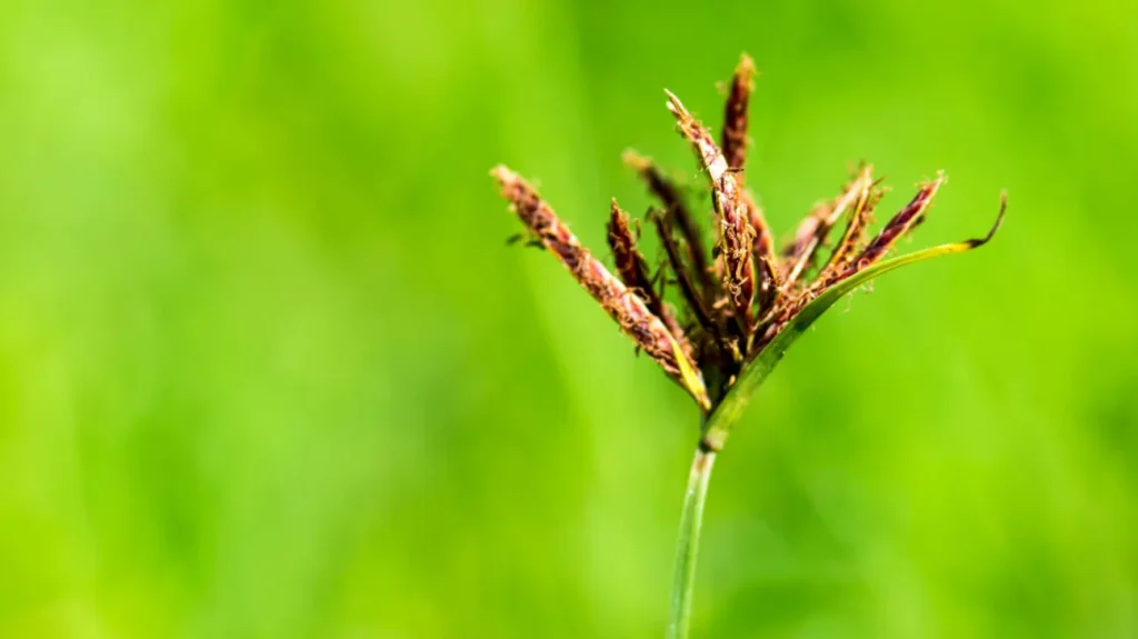 Purple Nut Sedge for Cognitive Resilience and Health