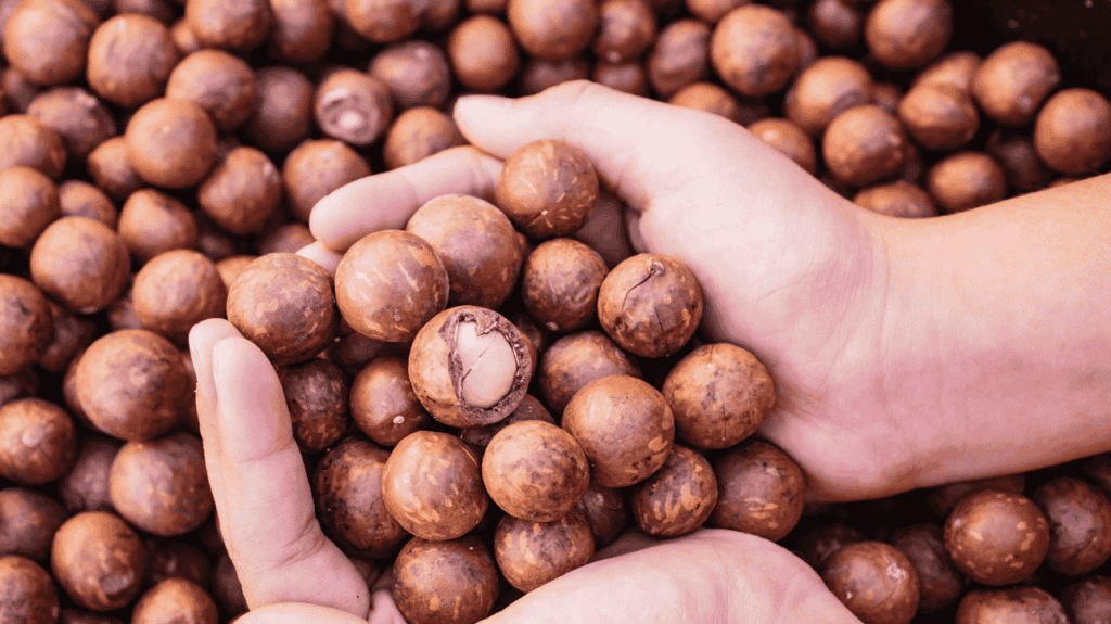 Health Benefits of Macadamia Nuts
