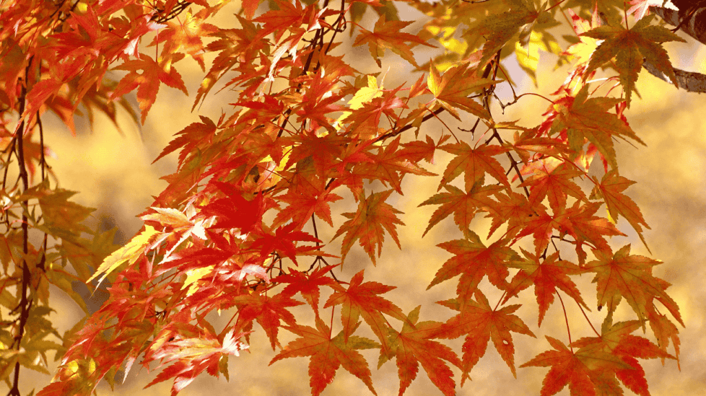 Nikko Maple as a Nootropic