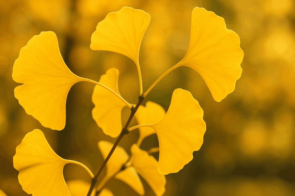 Golden Ginkgo biloba leaves glowing in sunlight, a top contender for best herb for ADHD in women