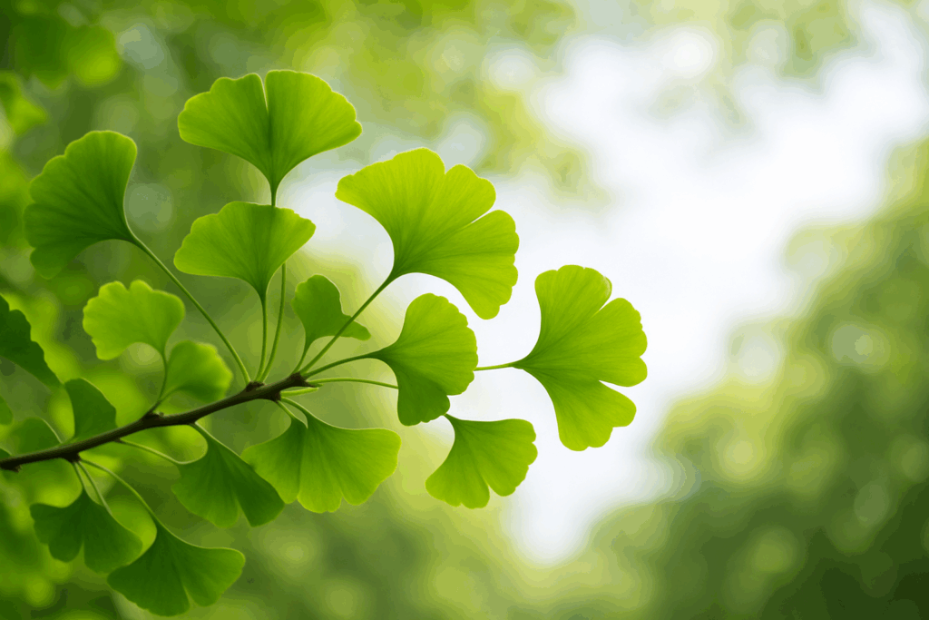 "Best herb for ADHD: Close-up of Bacopa Monnieri plant leaves and flowers, symbolizing memory enhancement and focus improvement for individuals with ADHD."